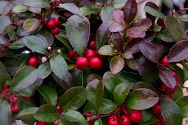 Gaultheria mucronata 'Procumbens'