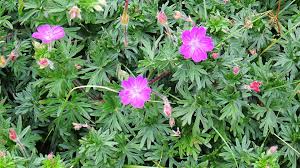  Geranium saguineum lancastriense