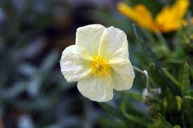  Helianthemum nummularium 'Wisley Primrose'