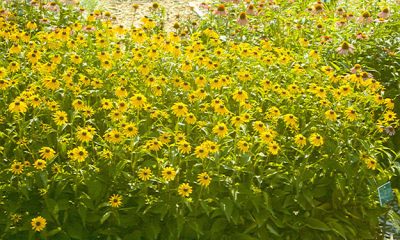  Heliopsis hellianthoides var.scabra