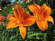  Hemerocallis 'Burning Light'