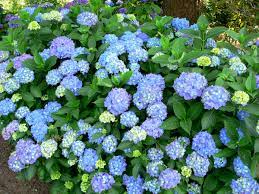  Hydrangea macrophlla 'Blauer Prinz'