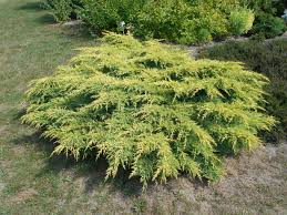  Juniperus media 'pfritzeriana'