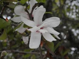 Magnolia stellata