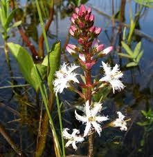  Menyanthes trifoliata