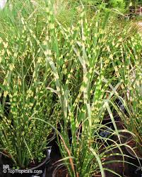  Miscanthus sinensis 'Zebrinus'