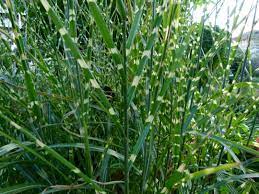  Mischanthus sinensis 'Zebrinus'