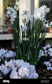 Narcissi paper white omri