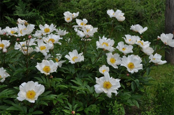 Paeonia 'White Wings'