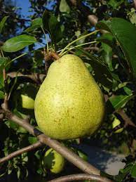  Pear Doyenne du Comice
