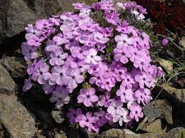  Phlox douglasii 'Eva'