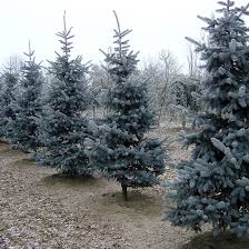  Picea pungens 'Koster'