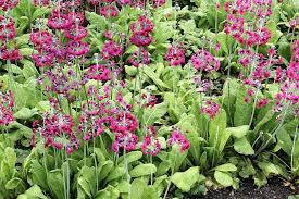  Primula japonicia