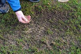  Re-seeding the lawn.