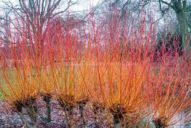  Salix alba 'Yelverton'