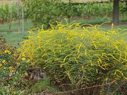 Solidago rugosa 'Fireworks'