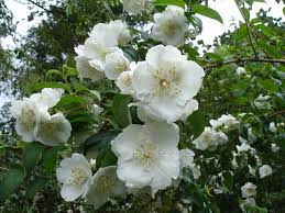  Summer Philadelphus Beauclerk