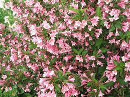  Weigela florida 'Foliis Purpureis'