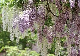Wisteria floribunda 'Domino'