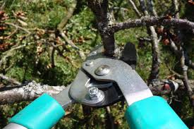  fruit tree pruning