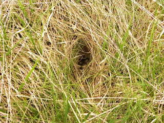  mice nesting in long grass.