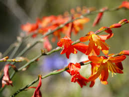  Croccosmia mansoniorum