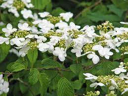 Viburnum Plicatum f. tomentosum