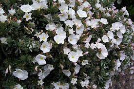 Convolvulus cneorum