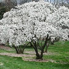 Magnolia stellata