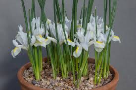 IIris reticulata 'White Caucasus'