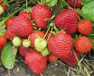 Strawberry Cambridge favourite