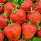  Strawberry Elsanta