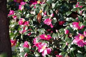 Camellia sasanque
