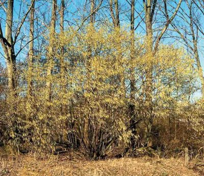  Corylus avellana