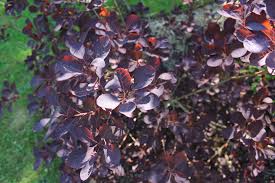  Cotinus coggygria 'Royal Purple'