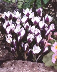  Crocus lady Killers