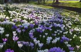  Crocus late winter in a lawn