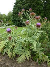 Cynara scolymus 'Gros Vert de Leon'-Globe artichoke