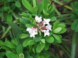 Daphne x altantica 'Eternal Fragrance'