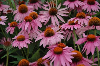  Echinacea purpurea 'Magnus'