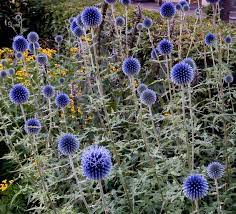  Echinops bannaticus 'Globe Blue'