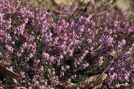  Erica x darleyensis 'Furzey'