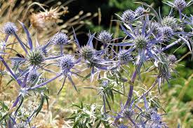  Eryngium x tripartitum