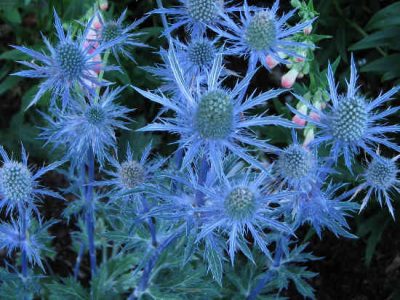 Eryrgium maritimum