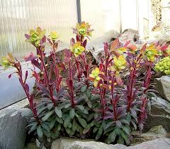 Euphorbia amygdaloides 'Purpurea