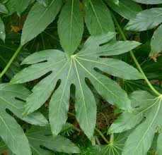 Fatsia japonica