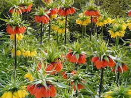 Fritillaria imperialis 'Aurora'