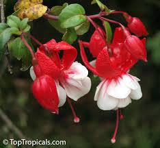  Fushia 'Prosperity'