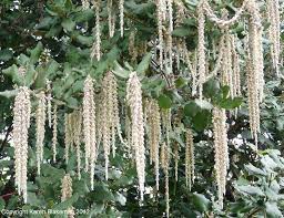  Garrya elliptica 'James Roof'