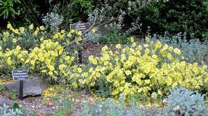  Heleanthemum 'Wisley Primrose'